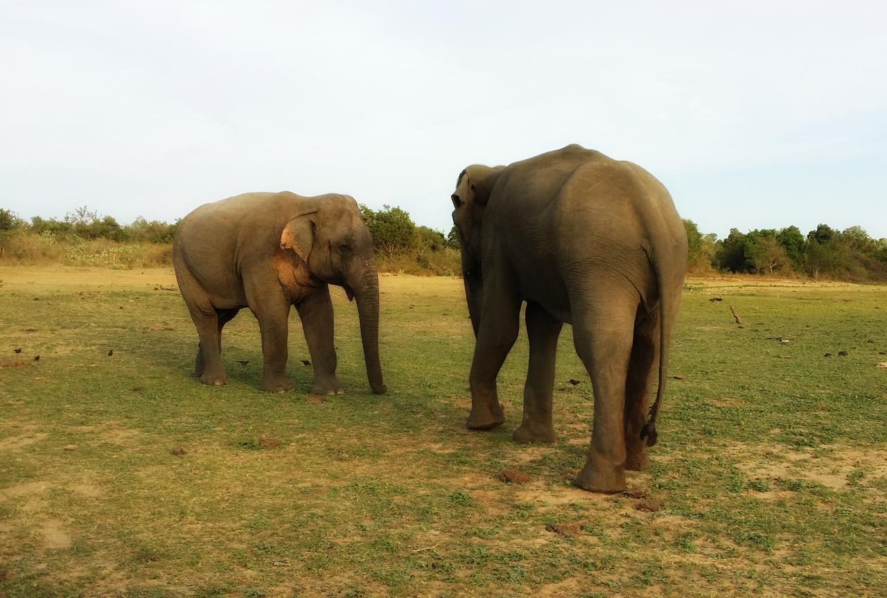 Secret River Side Safari Lodge ウダワラウェ エクステリア 写真